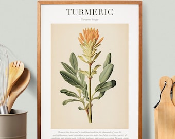 Turmeric Botanical Illustration with Medicinal Uses - Herbalist Prints