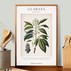Guarana Botanical Illustration with Medicinal Uses - Herbalist Prints