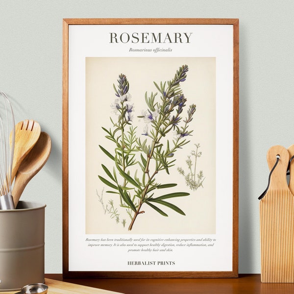 Rosemary Botanical Illustration with Medicinal Uses - Herbalist Prints