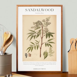 Sandalwood Botanical Illustration with Medicinal Uses - Herbalist Prints