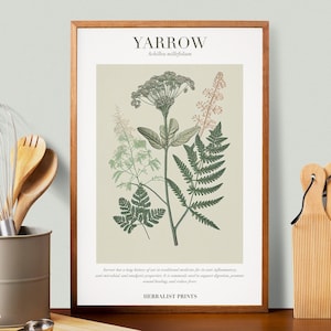 Yarrow Botanical Illustration with Medicinal Uses - Herbalist Prints