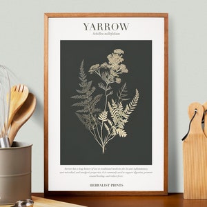 Yarrow Botanical Illustration with Medicinal Uses - Herbalist Prints