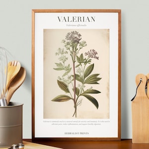 Valerian Botanical Illustration with Medicinal Uses - Herbalist Prints