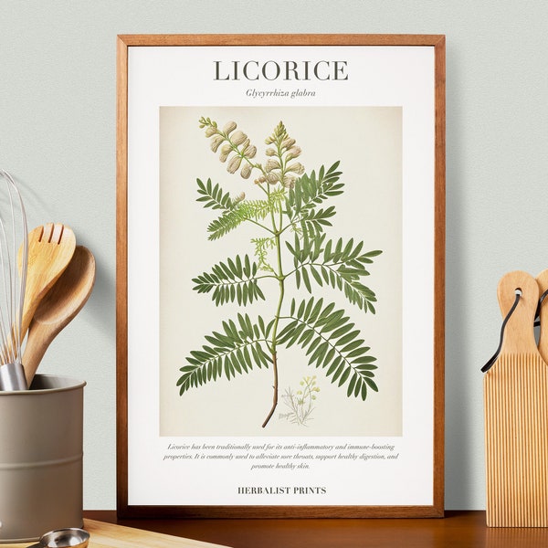 Licorice Botanical Illustration with Medicinal Uses - Herbalist Prints