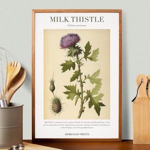 Milk Thistle Botanical Illustration with Medicinal Uses - Herbalist Prints