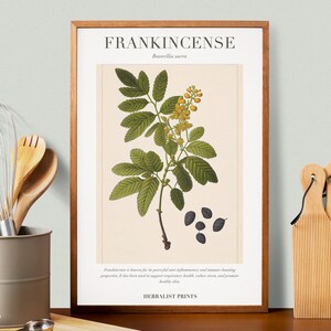 Frankincense Botanical Illustration with Medicinal Uses - Herbalist Prints