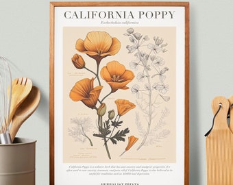 California Poppy Botanical Illustration with Medicinal Uses - Herbalist Prints