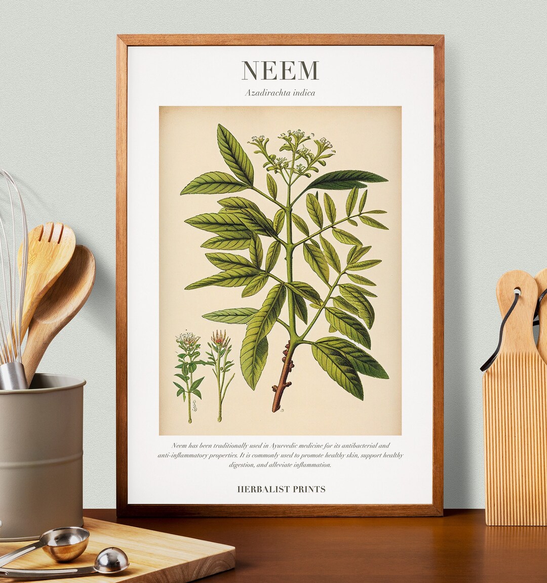 Neem Botanical Illustration With Medicinal Uses - Herbalist Prints - Etsy