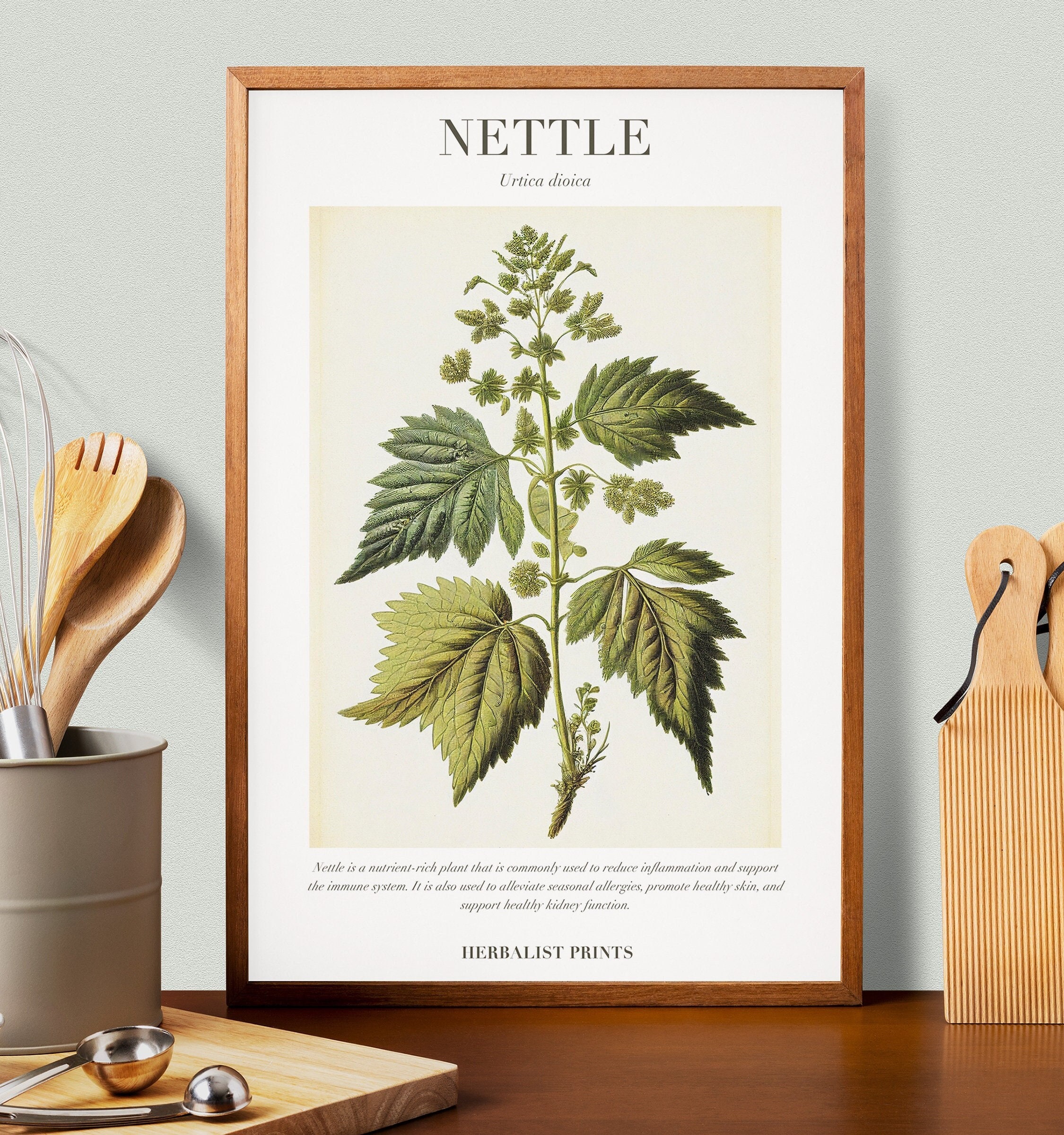 Nettle Botanical Illustration with Medicinal Uses - Herbalist Prints