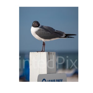 Black Headed Seagull on Post at Orange Beach, Alabama