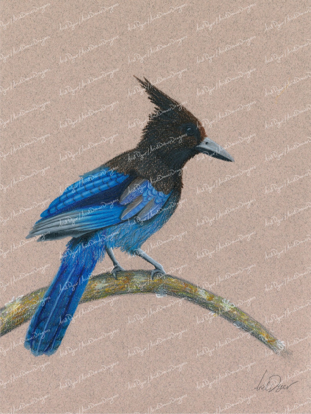 Stellers Jay Coloured Pencil Drawing Printable Digital Etsy