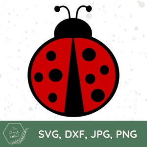 Può includere: Una coccinella rossa con macchie nere e un corpo nero. La coccinella è un'illustrazione semplice in stile cartone animato.