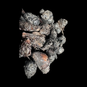 May include: Close-up of a collection of dried, textured, and irregularly shaped objects. The objects are primarily shades of gray, brown, and black, with a rough, granular appearance. The background is solid black.