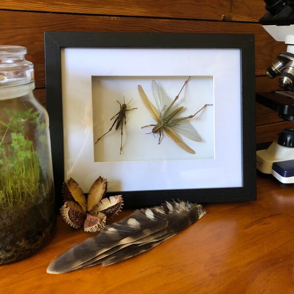 Framed Australian grasshoppers (Adult and nymph from the Order Orthoptera)
