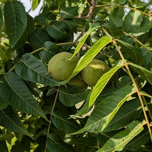 May include: Two round, green, textured walnut husks hanging from a tree branch. The husks are surrounded by numerous elongated, serrated, bright green leaves that extend from thin, light brown woody stems in a dense, natural foliage arrangement.