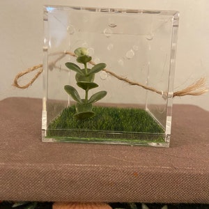 Mini simple jumping spider home