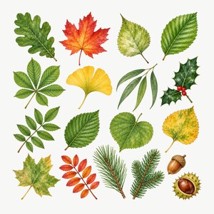 May include: A collection of various botanical illustrations featuring green, yellow, orange, and red leaves from different tree species, including oak, maple, ginkgo, and holly, alongside pine needles, an acorn, and a spiky chestnut casing.