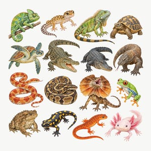 Puede incluir: Una colección de ilustraciones detalladas que muestran varios reptiles y anfibios, incluyendo un camaleón verde, gecko leopardo, iguana, tortuga terrestre, tortuga marina, cocodrilo, caimán, varano, serpiente, pitón, lagarto de collar, rana, sapo, salamandra, tritón y ajolote.