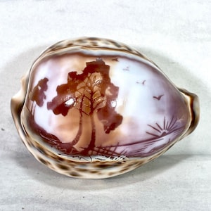 Handskuren tigerkauri snäckskal solnedgång och träd