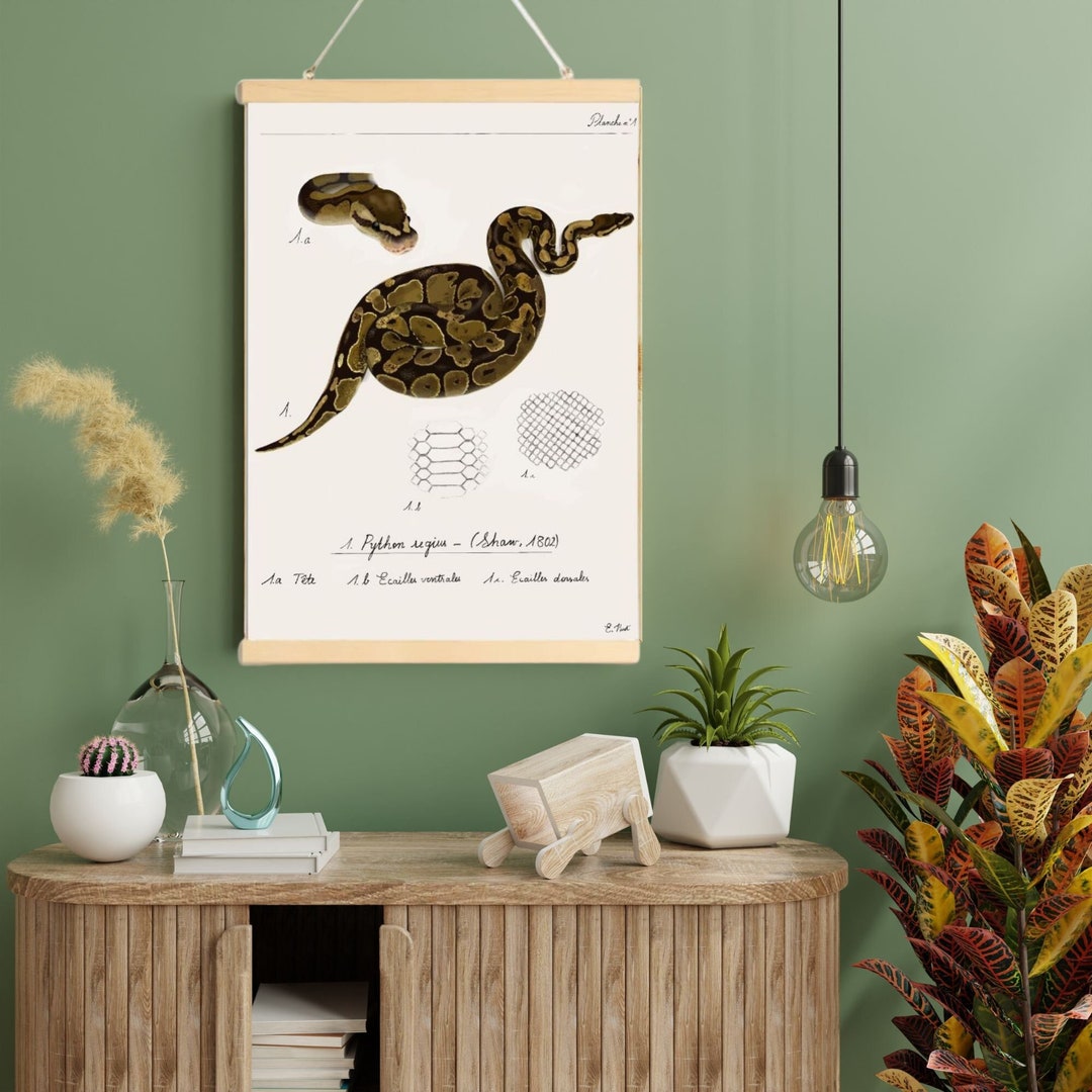 Zoological Python Regius Poster With Chopsticks, Python Poster, Reptile ...