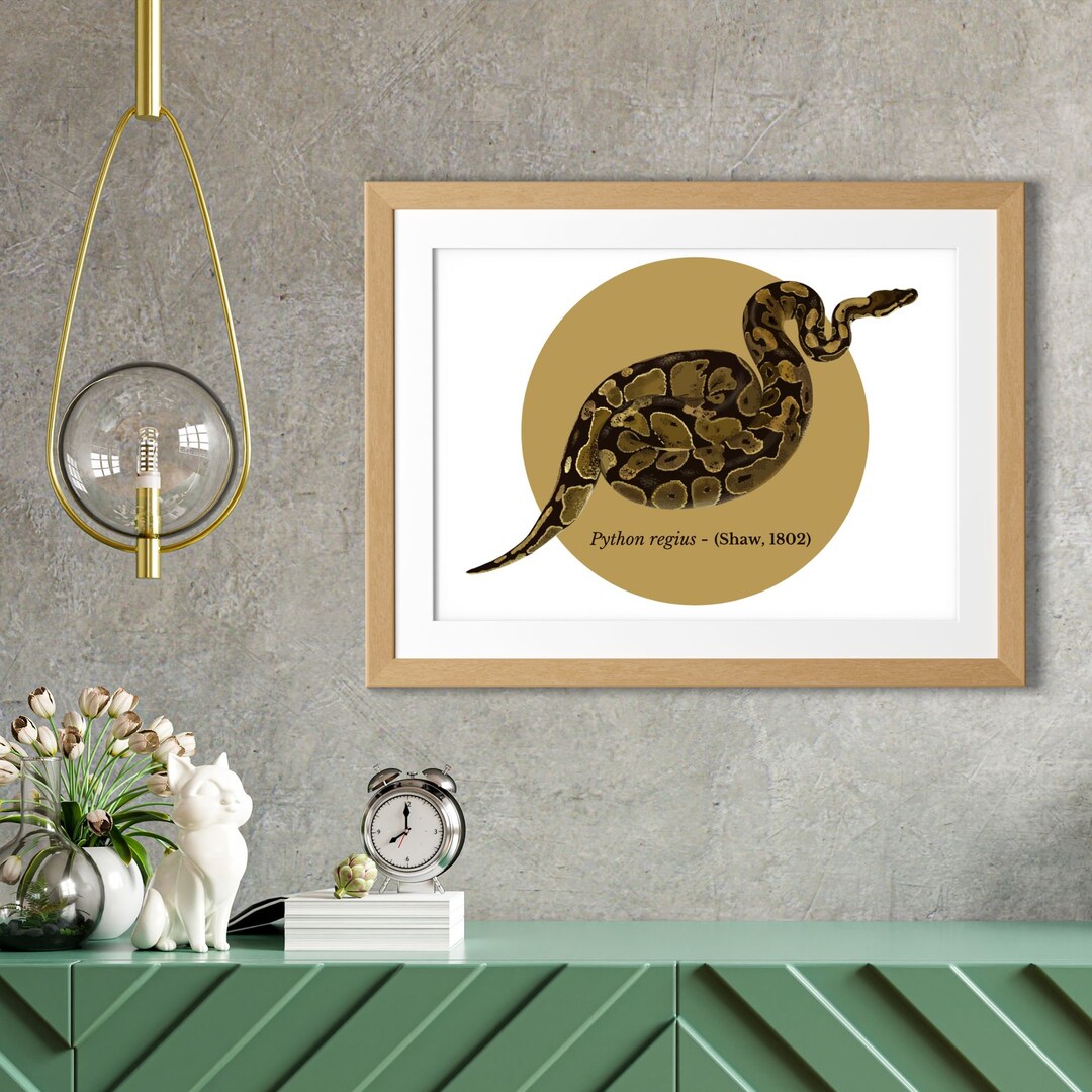 Python Regius Drawing Poster, Reptile Lover Gift, Reptile Poster ...