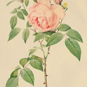 Kit de collage de pared vintage con fotos de rosas, 60 piezas, kit de collage de fotos retro con ilustraciones rústicas, impresiones de flores botánicas antiguas