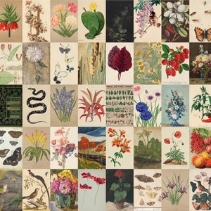 Vintage Botanical Aesthetic Wall Collage Kit, 144 PCS Nature, Butterfly, Floral, Animal and Cottagecore Photos 4&quot;x6&quot;, 6&quot;x9&quot;, 8&quot;x12&quot; Sizes