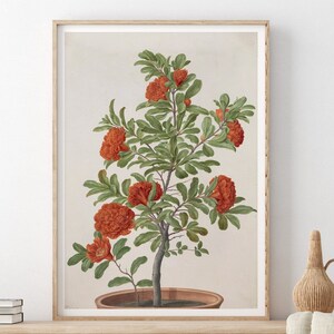 Granatapfel gefüllte Blume Vintage Botanische Plakat Naturgeschichte Illustration Johann Walter Giclée Druck
