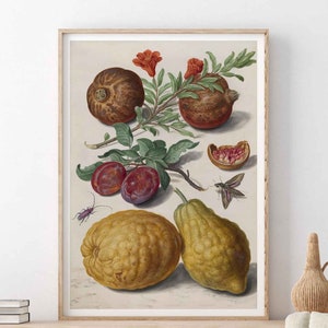 Vintage Botanisches Plakat Naturgeschichte Illustration Blumenmarkt Johann Walter Stillleben Giclée Druck