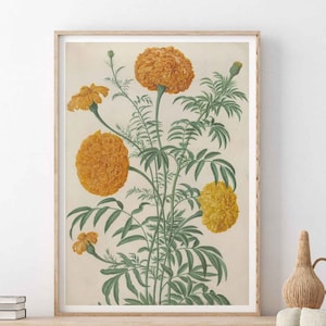Indian Rose Vintage Botanical cartel historia natural ilustración mercado de flores Johann Walter Giclée impresión
