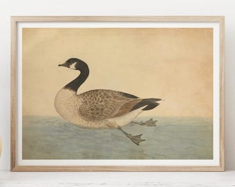 May include: Framed print of a Canada goose illustration. The goose, with a black head and neck, and a tan body, is depicted swimming in water. The artwork is set against a light yellow and blue background, and is in a wooden frame.