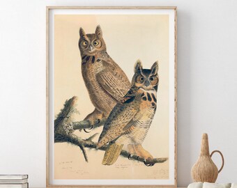 Great Horned Owl Print: Vintage Audubon Bird of America Giclée