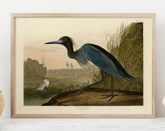 Little Blue Heron Print – Audubon Plate 307, Natural History Art (White or Vintage Paper)