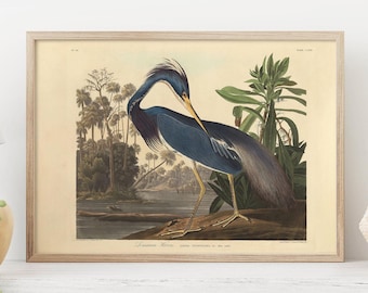 Audubon Louisiana Heron Print – Birds of America Plate 217, Vintage Paper Wall Art