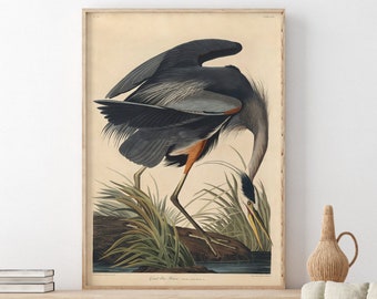 Impression grand héron | Poster Oiseau vintage John James Audubon