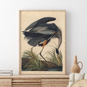 Poster di John James Audubon Great Blue Heron Stampa Giclée Illustrazione di uccelli vintage