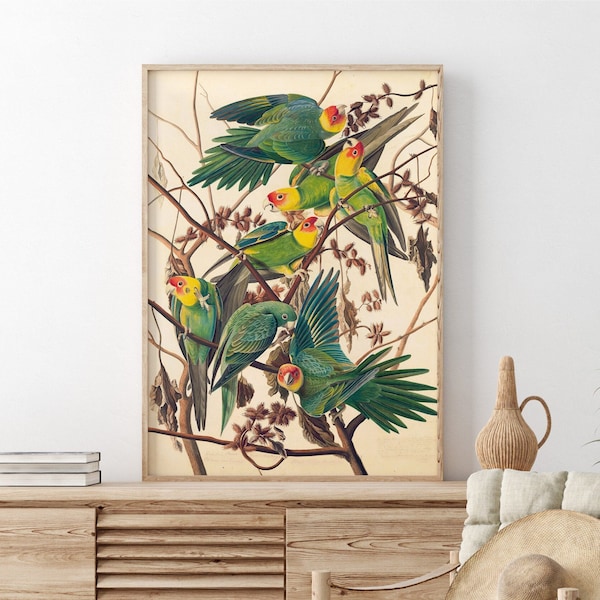 Poster ancien Perroquets de Jean Jacques Audubon histoire naturelle oiseau imprimé animal