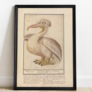 Póster vintage con ilustración de pelícano dálmata - Arte del siglo XVII de Anselmus Boëtius de Boodt