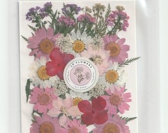 Colourful dried pressed flowers