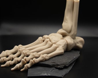 Esqueleto de pie de tamaño natural, totalmente móvil y en diferentes colores.