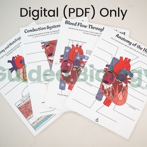 DIGITAL Rote Heart Anatomy Worksheets, answer keys included (set of 4)