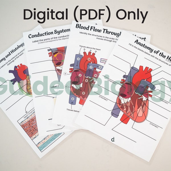 DIGITAL Rote Heart Anatomy Worksheets, answer keys included (set of 4)