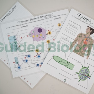 Rote Immunity and Lymphatic Anatomy Worksheets - Laminated reusable worksheets, answer keys included (set of 3)
