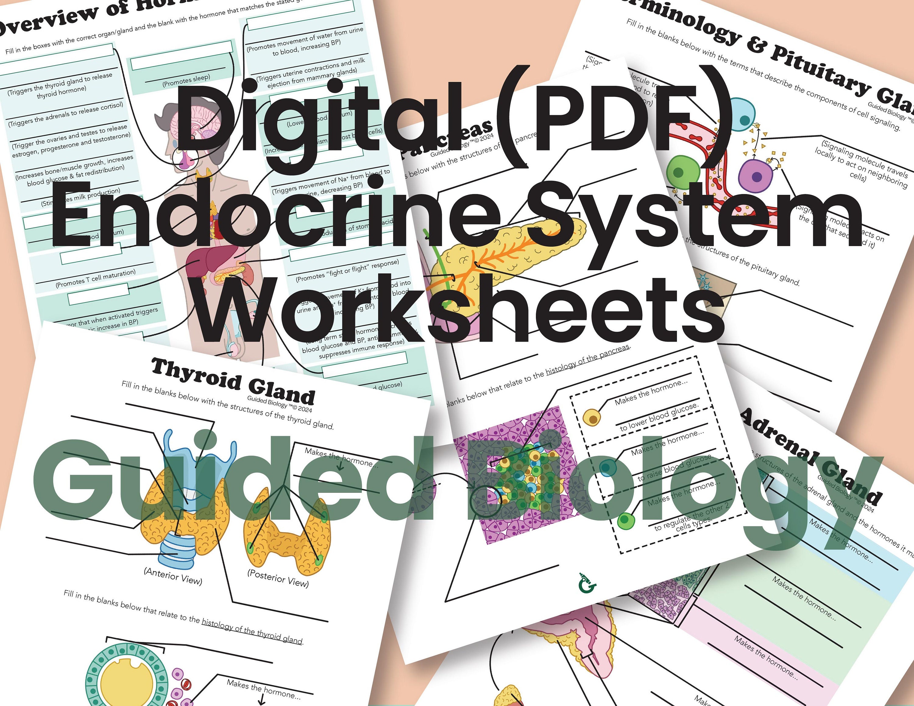 DIGITAL Rote Endocrine System Worksheets, Answer Keys Included (set of