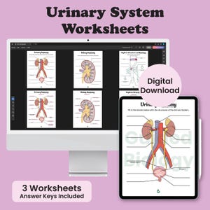 Könnte beinhalten: Ein Computermonitor und ein Tablet zeigen Arbeitsblätter zum Thema Harnsystem. Der Monitor zeigt Diagramme des Harnsystems und der Nieren. Das Tablet zeigt ein Arbeitsblatt mit beschrifteten Diagrammen. Der Text lautet "Urinary System Worksheets" und "Digital Download."