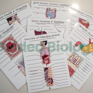 Rote Digestive Anatomy Worksheets - Laminated reusable worksheets, answer keys included (set of 7)