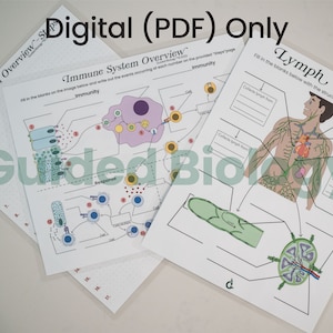 DIGITAL Rote Immunity and Lymphatic Anatomy Worksheets, answer keys included (set of 3)