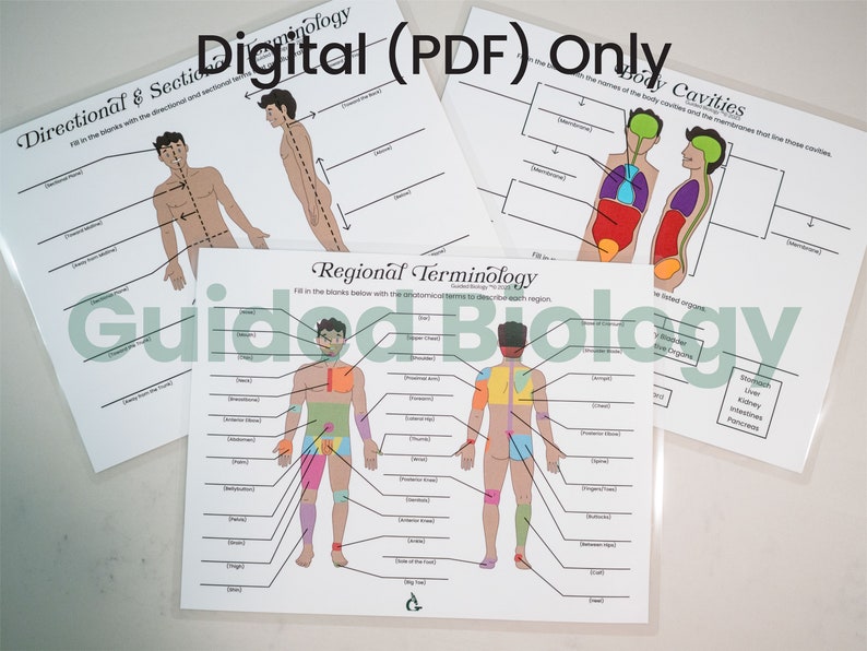 DIGITAL Rote Introductory Anatomy Concepts Worksheets, Answer Keys ...