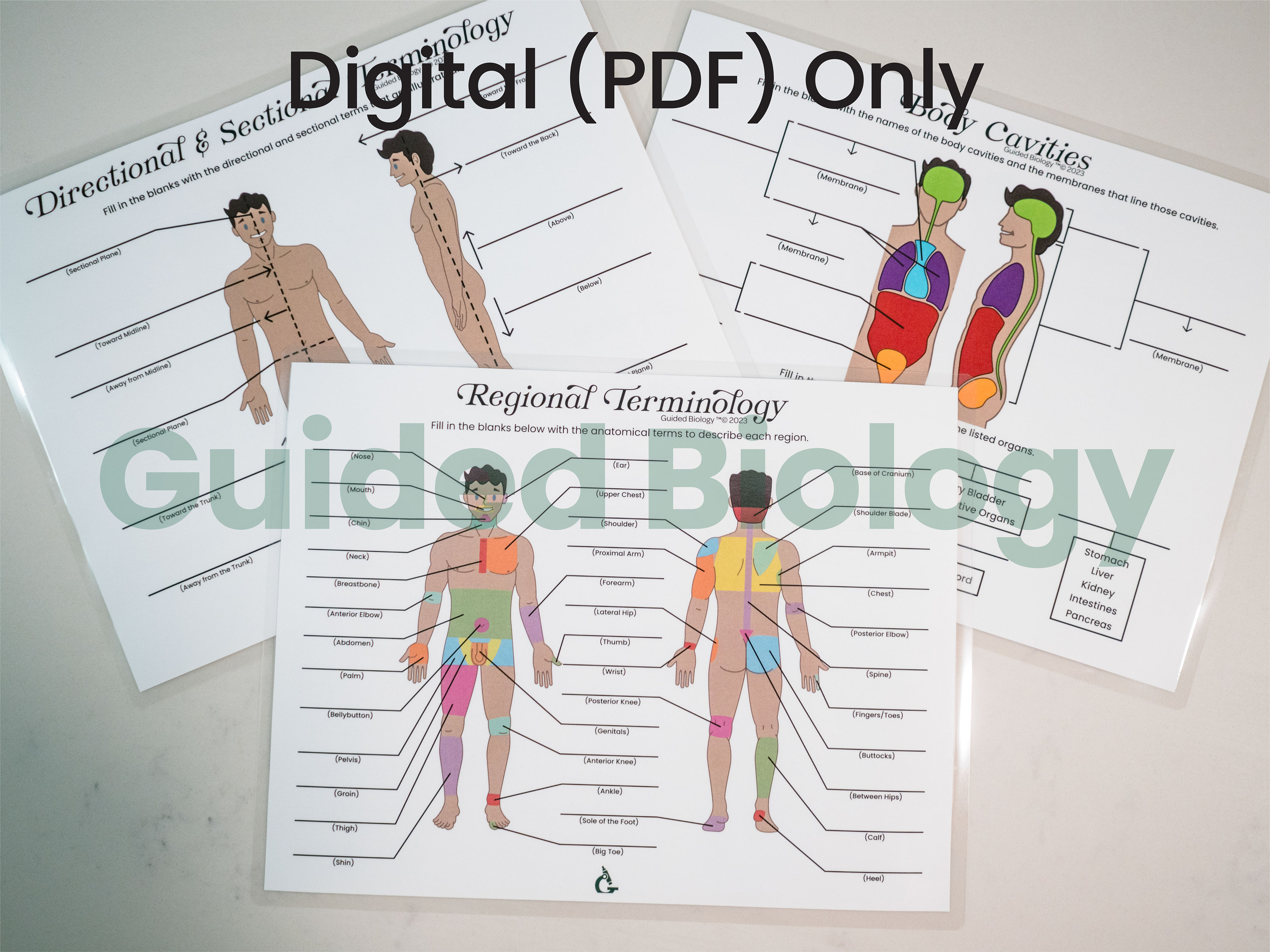 Anatomical Body Planes And Directional Terms Body Anatomical