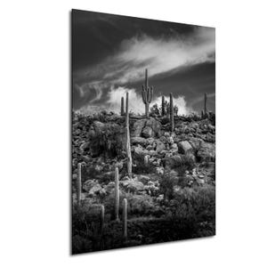Kaktus Kakteen Arizona Sonoran-Wüste Sonnenaufgang Sonnenuntergang Schwarz Weiß